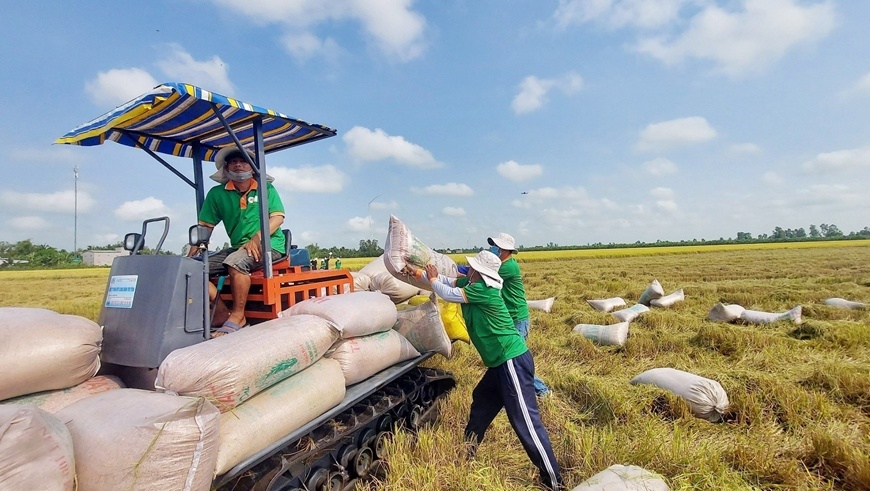 Tin tức kinh tế ngày 24/1: Giá gạo Thái Lan liên tục tăng cao