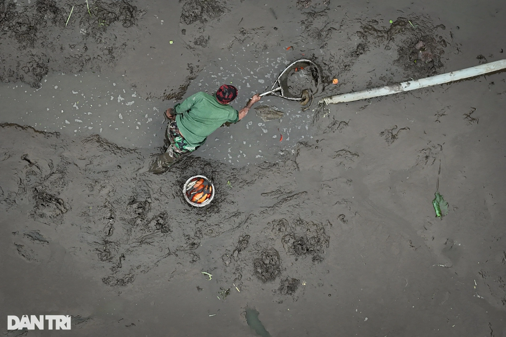 Lội bùn giăng lưới thu hoạch cá chép đỏ trước ngày ông Táo lên chầu trời - 8
