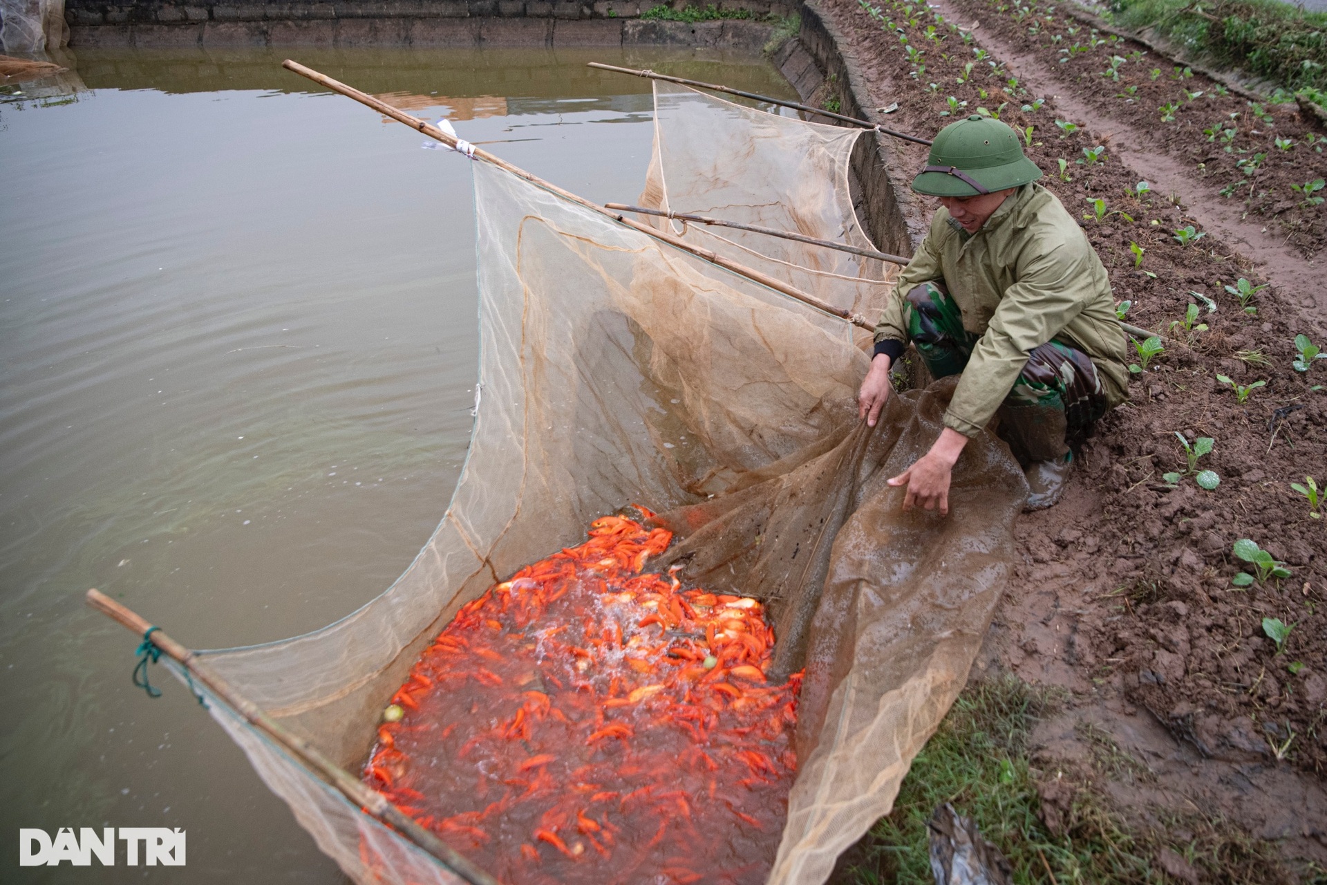 Lội bùn giăng lưới thu hoạch cá chép đỏ trước ngày ông Táo lên chầu trời - 6