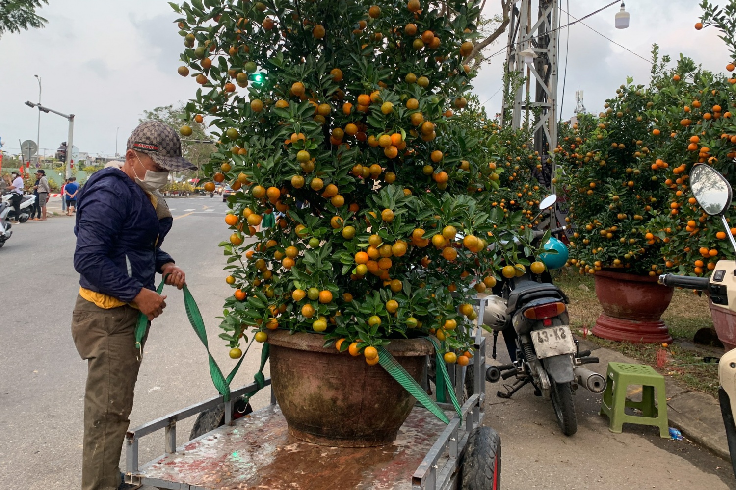 Đà Nẵng: Nhộn nhịp nghề vận chuyển cây cảnh những ngày cận Tết