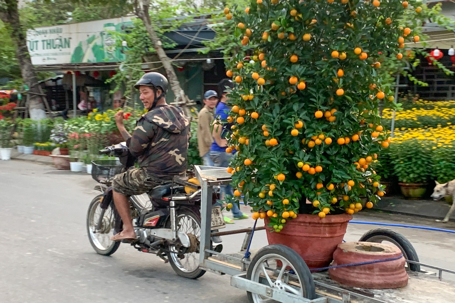 Đà Nẵng: Nhộn nhịp nghề vận chuyển cây cảnh những ngày cận Tết