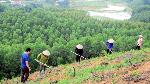 Tổ chức Tết trồng cây, tăng cường công tác quản lý, bảo vệ, phát triển rừng