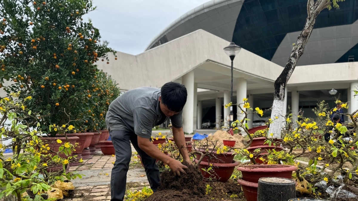 Đà Nẵng: Hoa mai Tết ít người mua, tiểu thương xót xa đập chậu đưa hoa về