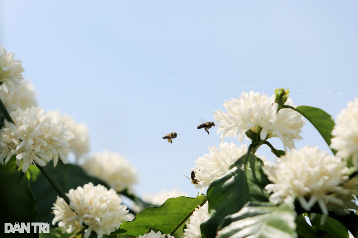 Mùa mật ong sớm ở Tây Nguyên