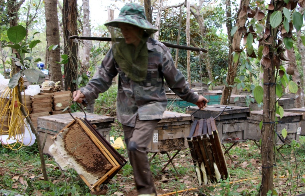 Mùa mật ong sớm ở Tây Nguyên