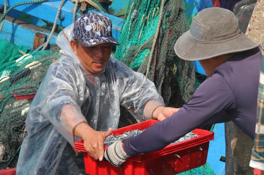 Những két cá cơm tươi rói cùng niềm vui của ngư dân trong chuyến biển đầu năm (Ảnh: Bình Định).