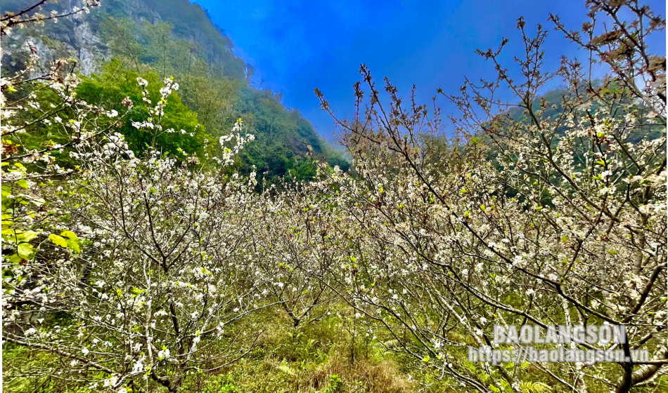 Vườn hoa mận Xứ Lạng “hút khách” dịp đầu năm