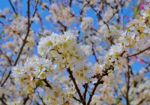 Vườn hoa mận Xứ Lạng “hút khách” dịp đầu năm