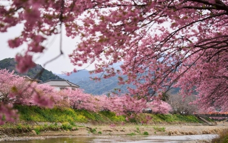 Ngắm loài hoa anh đào nở sớm nhất Nhật Bản