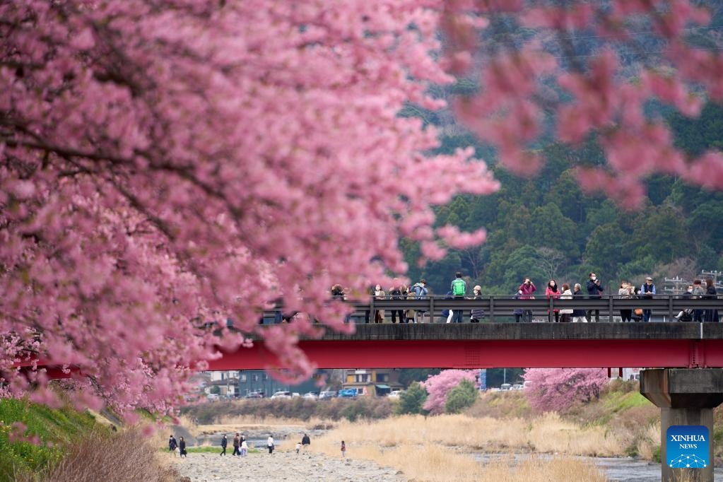 Háo hức ngắm hoa anh đào nở sớm tại Nhật Bản
