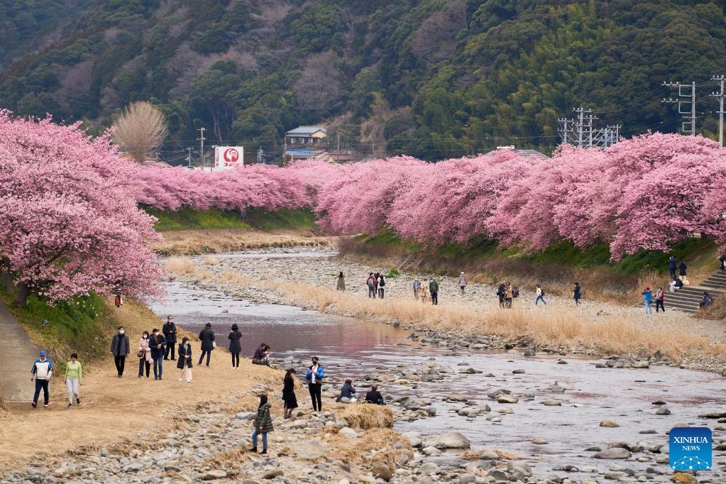 Háo hức ngắm hoa anh đào nở sớm tại Nhật Bản