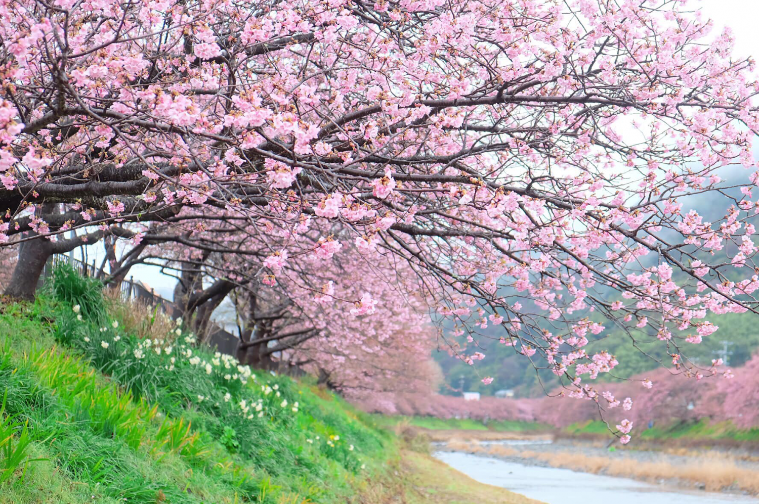 Ngắm hoa anh đào bừng nở sớm tại Nhật Bản