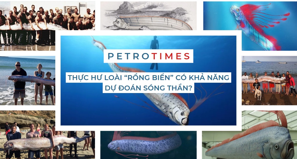 [PetroTimesMedia] Thực hư loài “rồng biển” có khả năng dự đoán sóng thần?