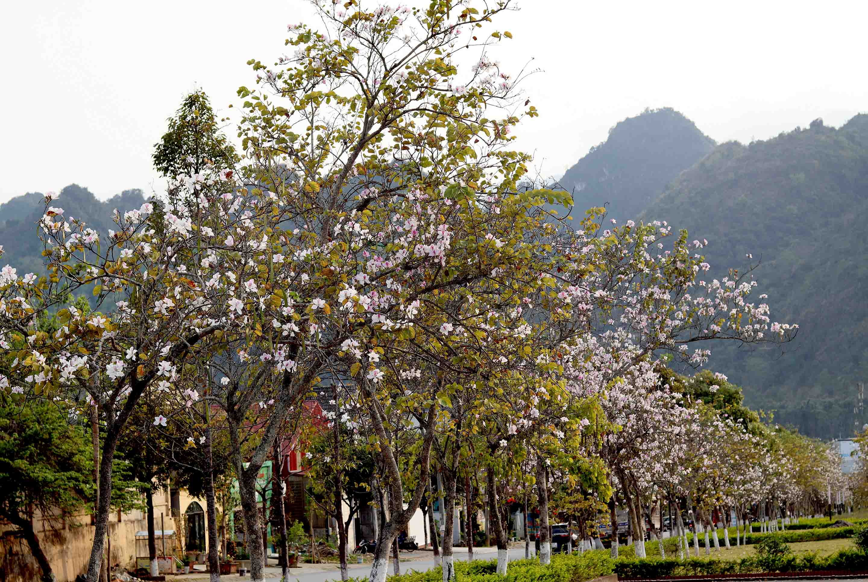 Thành phố Lai Châu: Rực rỡ mùa hoa ban nở