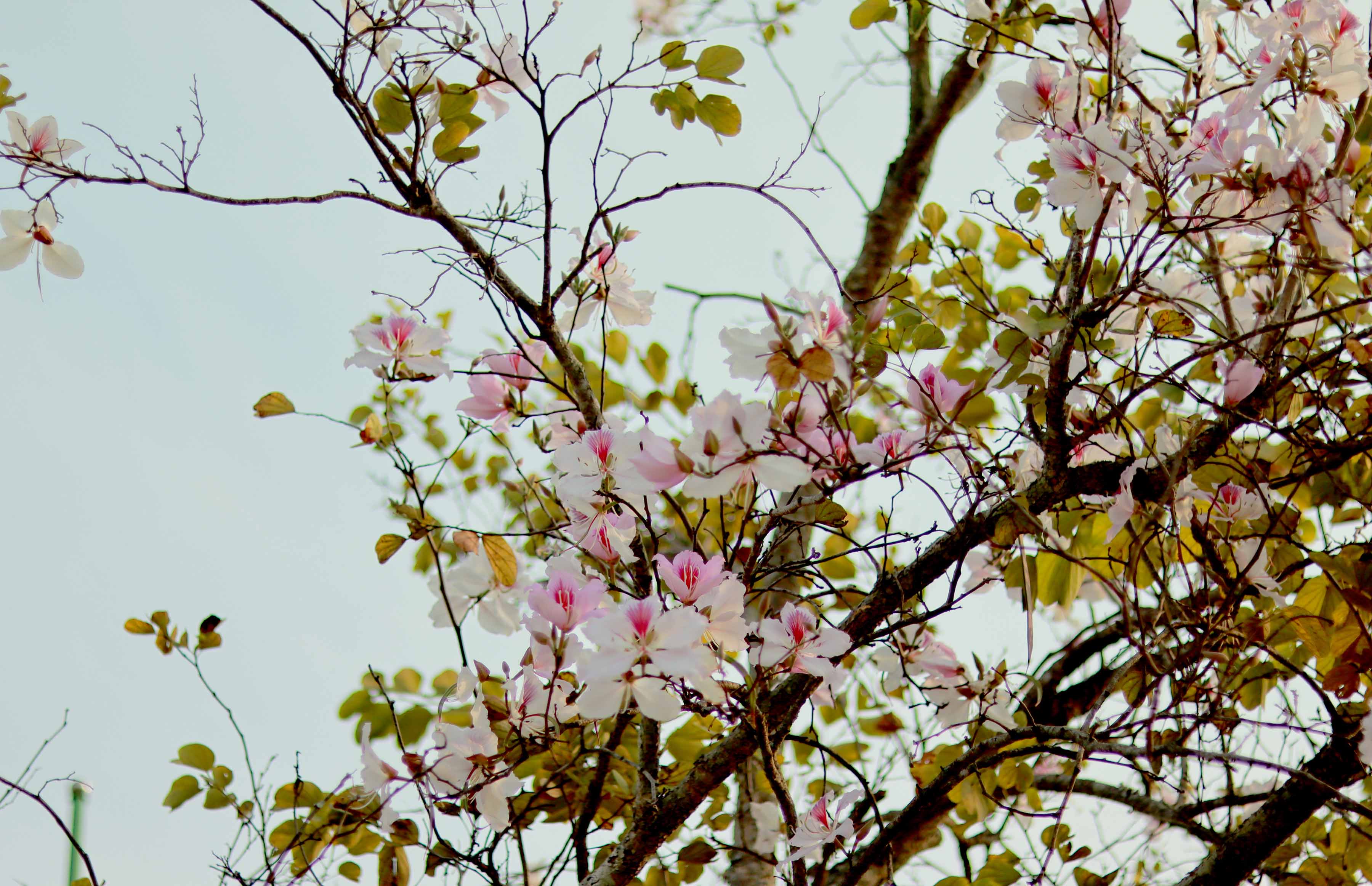 Thành phố Lai Châu: Rực rỡ mùa hoa ban nở