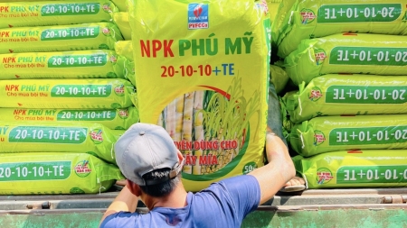 NPK Phú Mỹ 20-10-10 + TE: Hứa hẹn những vụ mía ngọt!