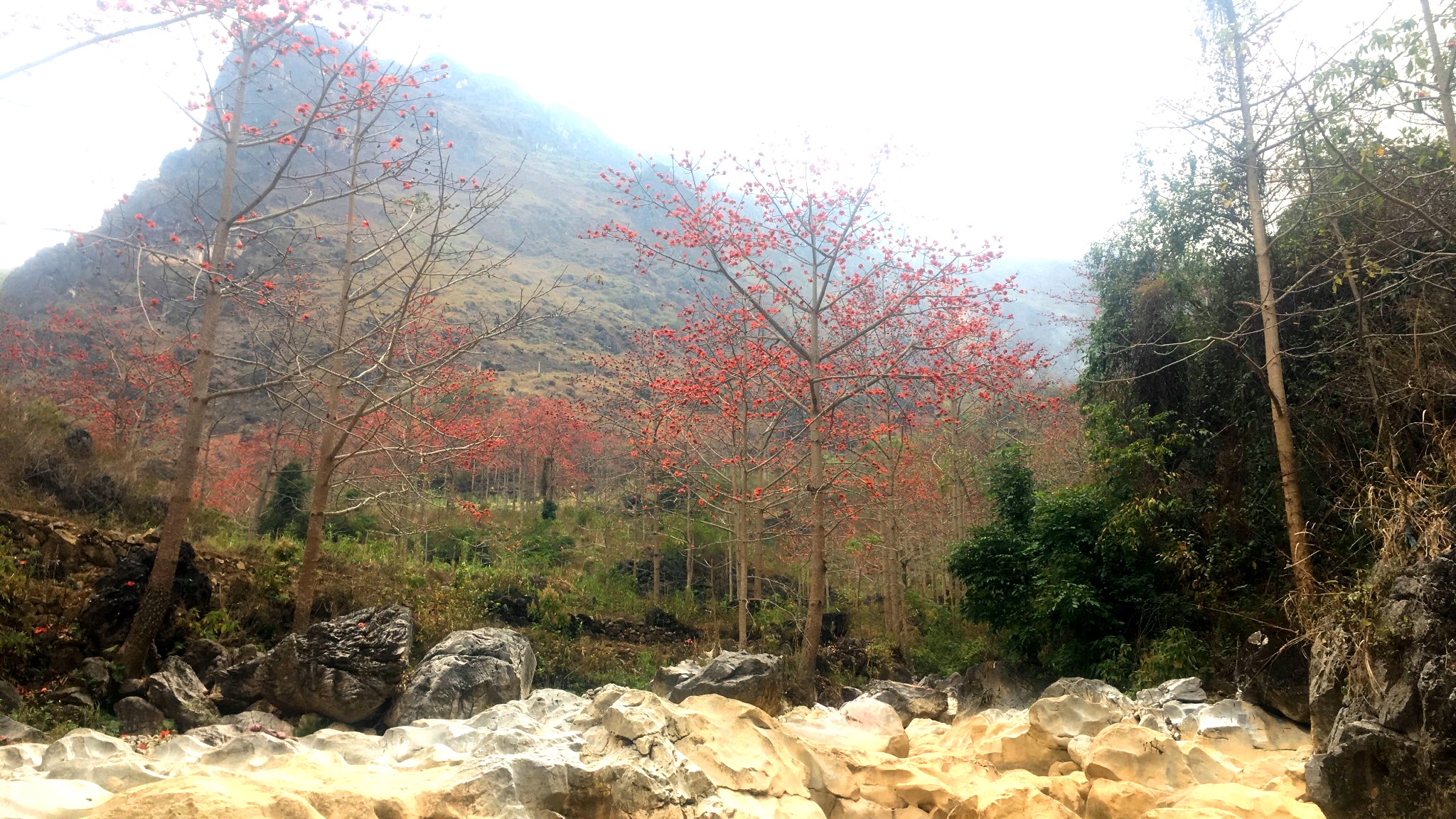 Vẻ đẹp của hoa mộc miên nơi vùng Cao nguyên đá Hà Giang
