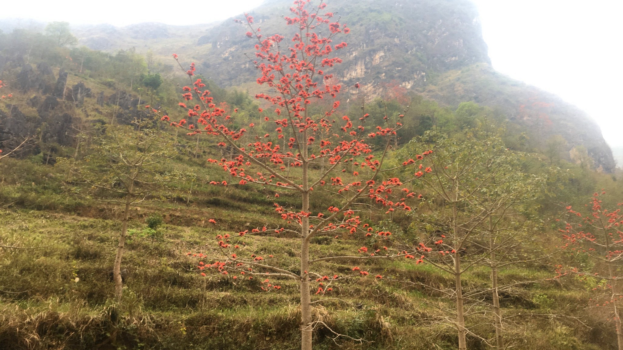 Vẻ đẹp của hoa mộc miên nơi vùng Cao nguyên đá Hà Giang