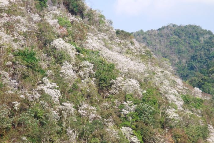 Điện Biên ngập tràn sắc hoa ban