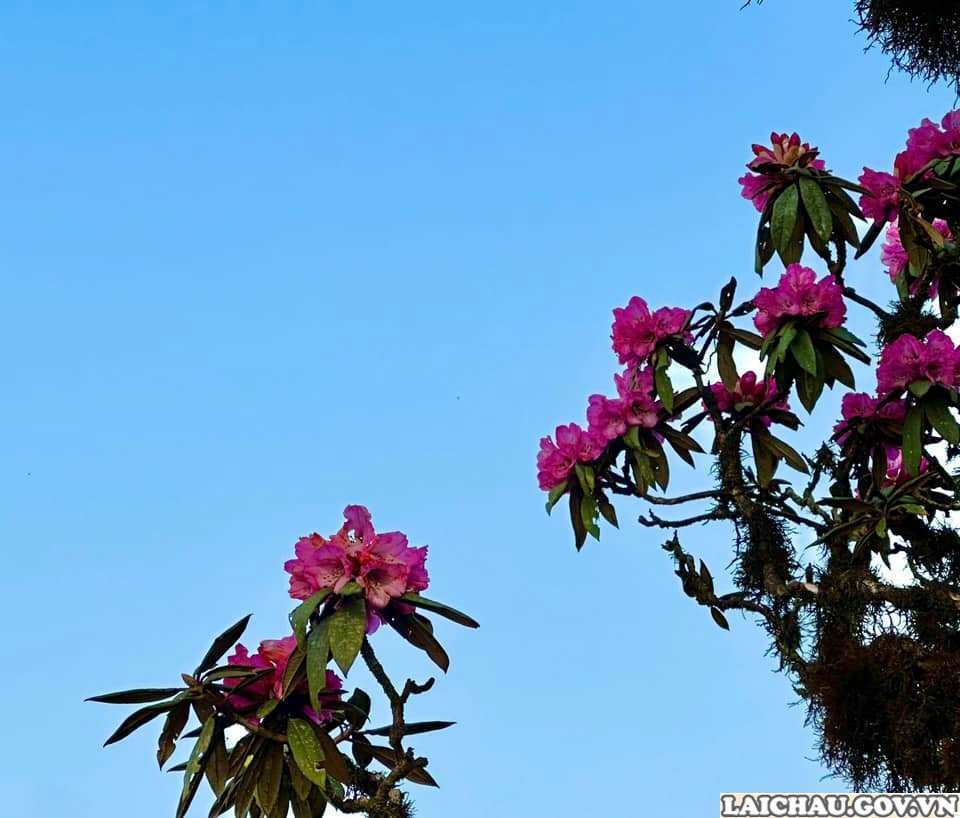 Khám phá hoa đỗ quyên tuyệt đẹp ở Lai Châu