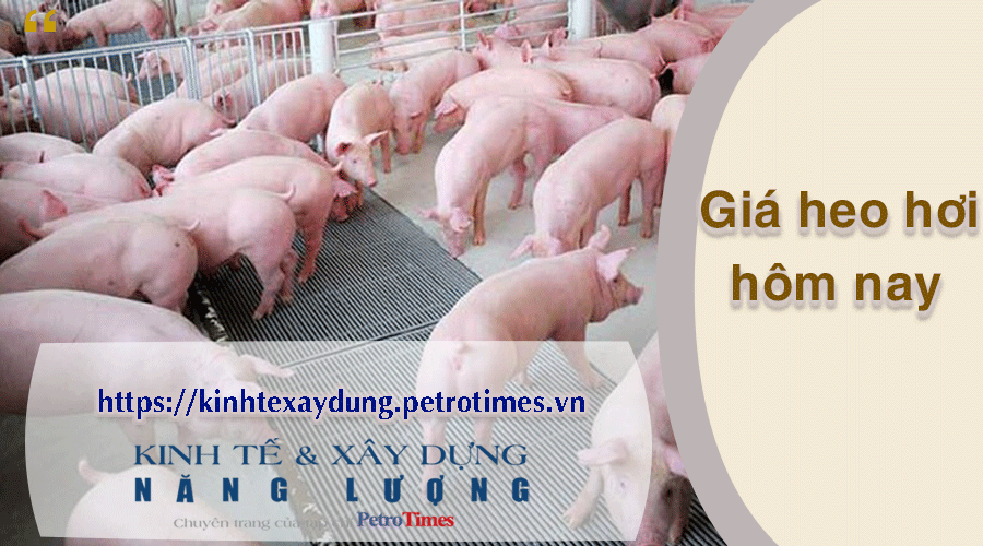 Giá heo hơi hôm nay 15/3: Miền Nam giữ mức tăng