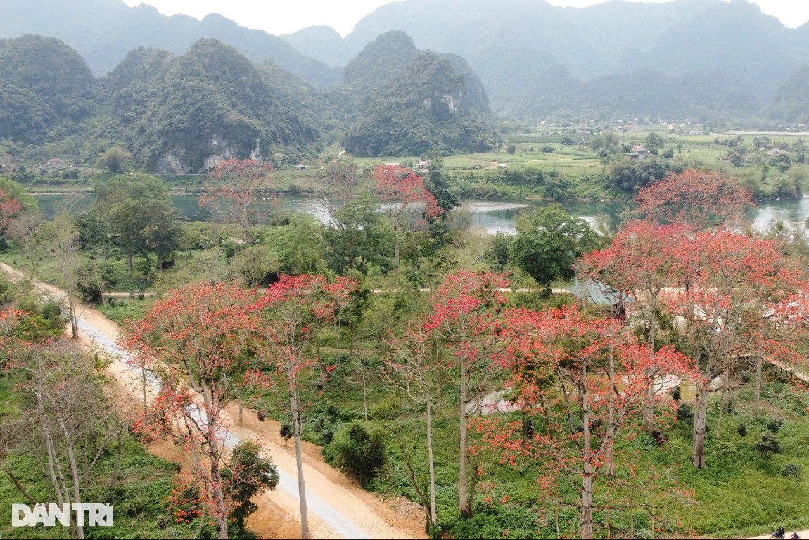 Con đường hoa gạo đẹp hiếm có ở Nghệ An