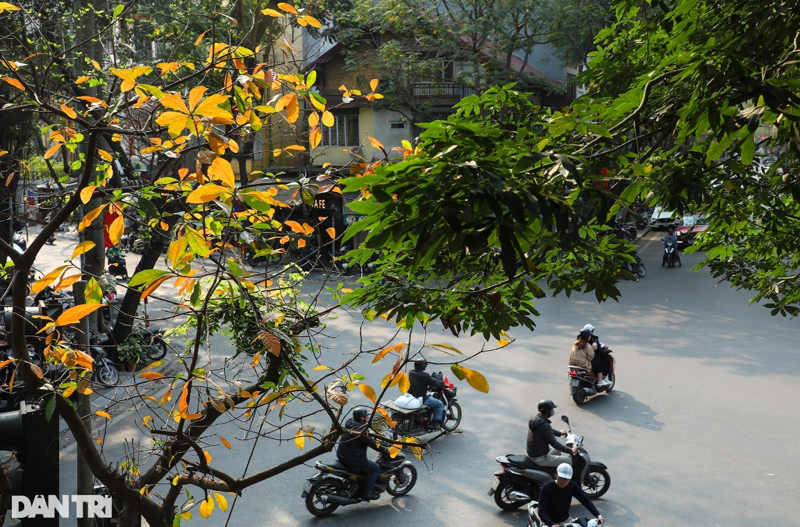 Những góc phố đẹp lạ trong mùa cây lá đỏ ở Hà Nội
