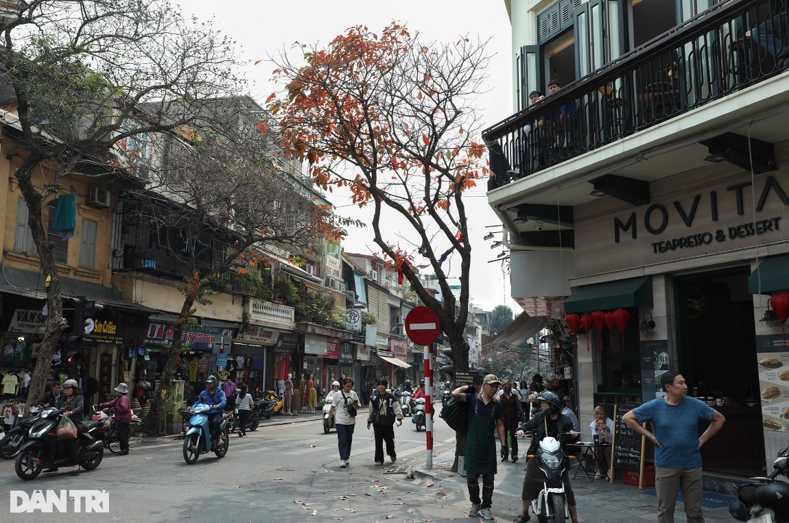 Những cây bằng lăng, bàng, lộc vừng, được trồng lâu năm trong thành phố, phù hợp khí hậu của Hà Nội vẫn đều đặn xòe bóng mát tô điểm cho vẻ đẹp đường phố.