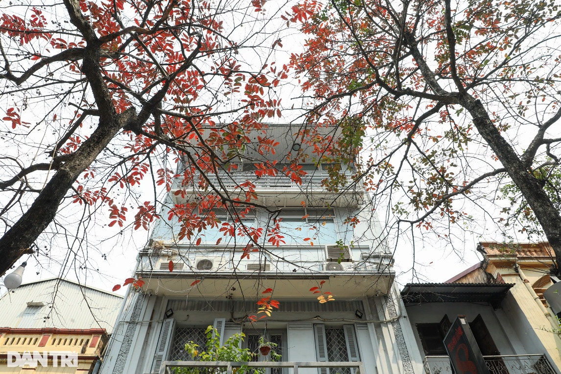Những góc phố đẹp lạ trong mùa cây lá đỏ ở Hà Nội