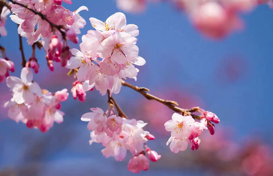 Nhật Bản đón mùa hoa anh đào nở sớm