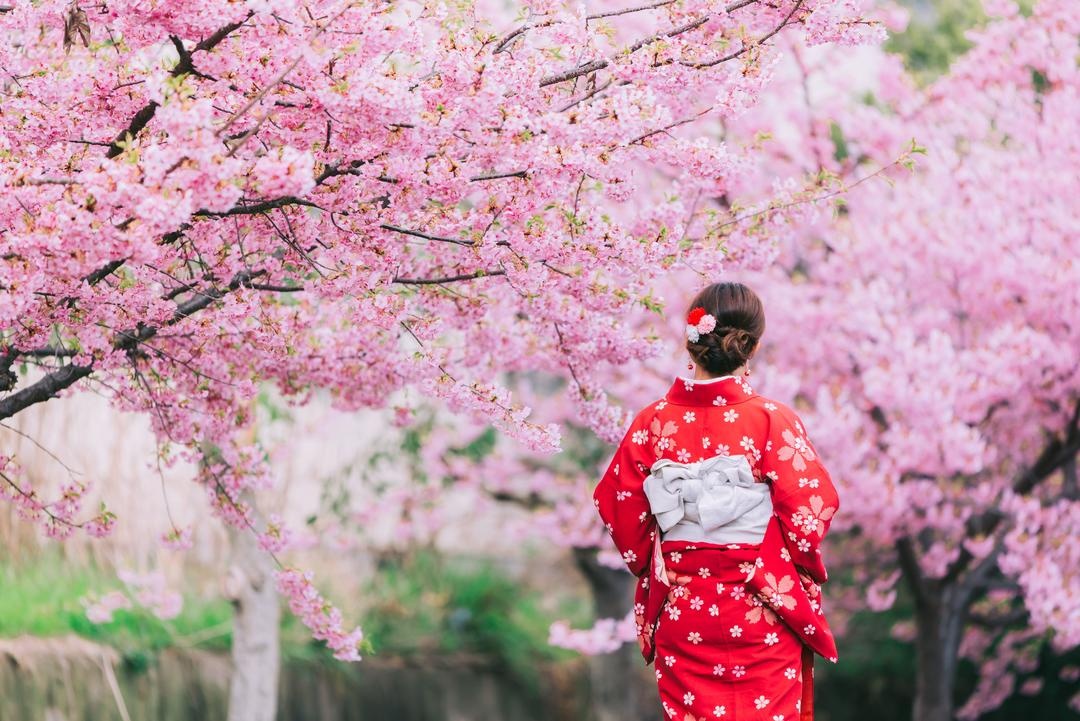 Nhật Bản đón mùa hoa anh đào nở sớm