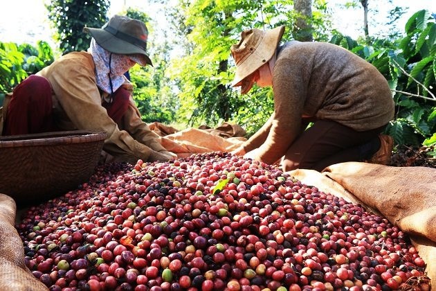 Thu hoạch cà phê ở Đắk Lắk. 
