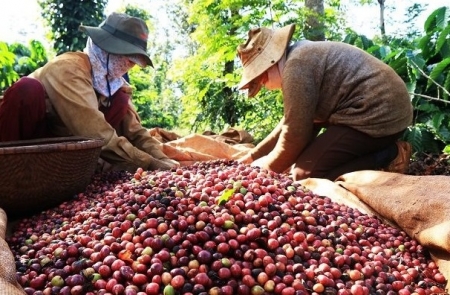 Cà phê xuất khẩu đang trên đà tăng giá