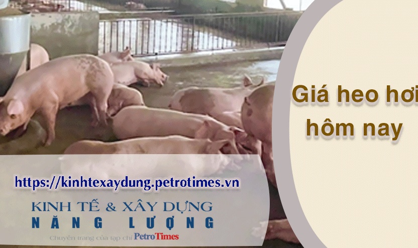 Giá heo hơi hôm nay 24/3: Kết thúc tuần tăng mạnh