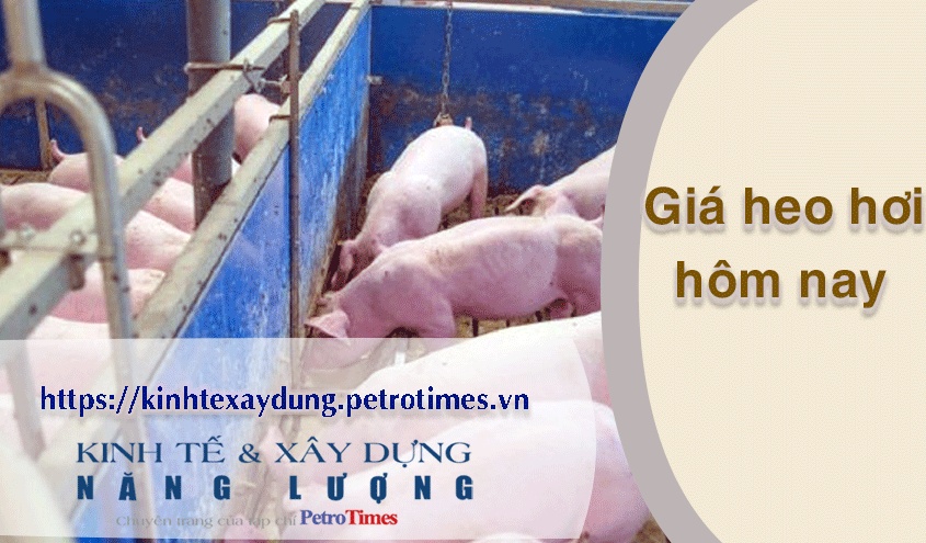 Giá heo hơi hôm nay 25/3: Tăng trong phiên đầu tuần