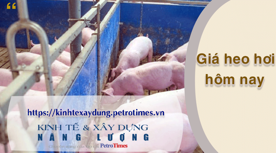 Giá heo hơi hôm nay 25/3: Tăng trong phiên đầu tuần