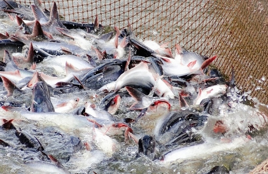 Tin tức kinh tế ngày 25/3: Mỹ tăng thuế chống bán phá giá cá tra Việt Nam