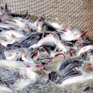 Tin tức kinh tế ngày 25/3: Mỹ tăng thuế chống bán phá giá cá tra Việt Nam