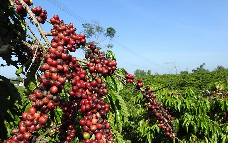 Vì sao doanh nghiệp xuất khẩu thua lỗ khi giá cà phê lập đỉnh?