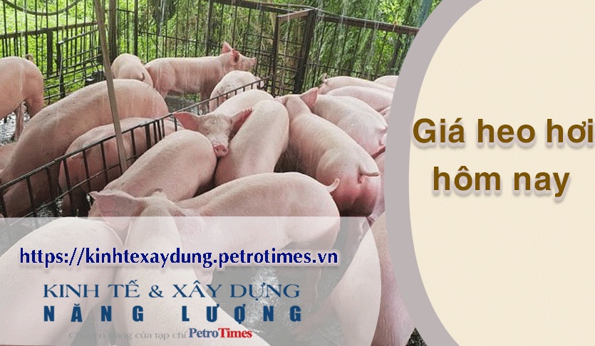 Giá heo hơi hôm nay 28/3: Miền Bắc giảm 1.000 đồng/kg