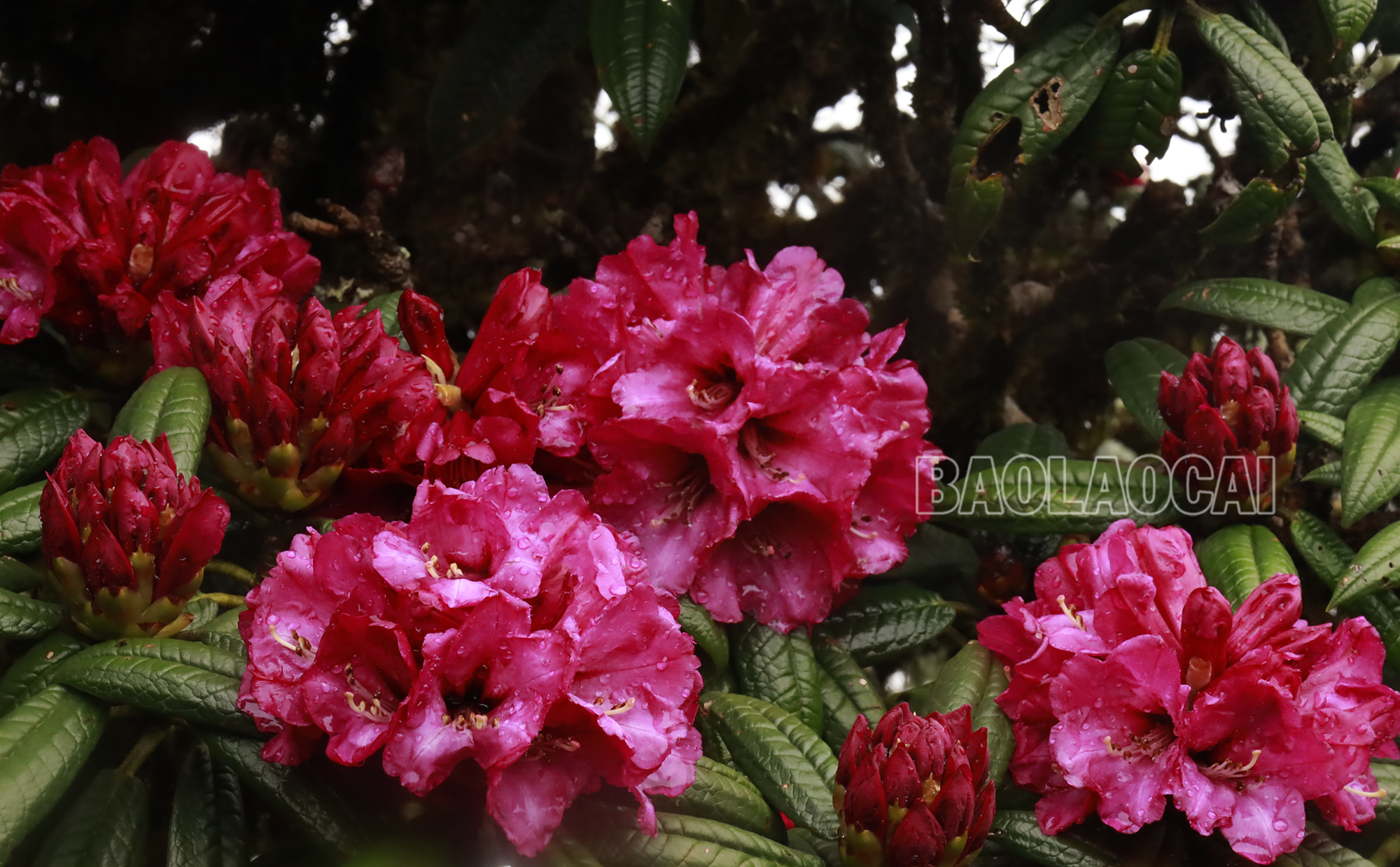 Vẻ đẹp hoa đỗ quyên trên đỉnh Sinh Tcha Pao