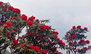 Vẻ đẹp hoa đỗ quyên trên đỉnh Sinh Tcha Pao