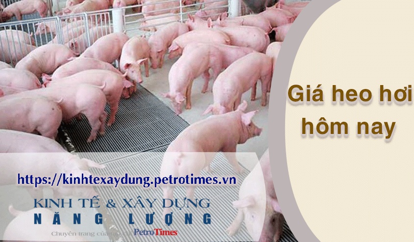 Giá heo hơi hôm nay 1/4: Đứng yên trên diện rộng