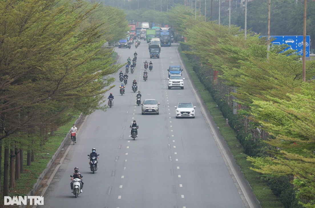 Dải phân cách giữa các luồng đường QL5 được trồng cây bàng lá nhỏ thuộc phường Thạch Bàn (Long Biên).