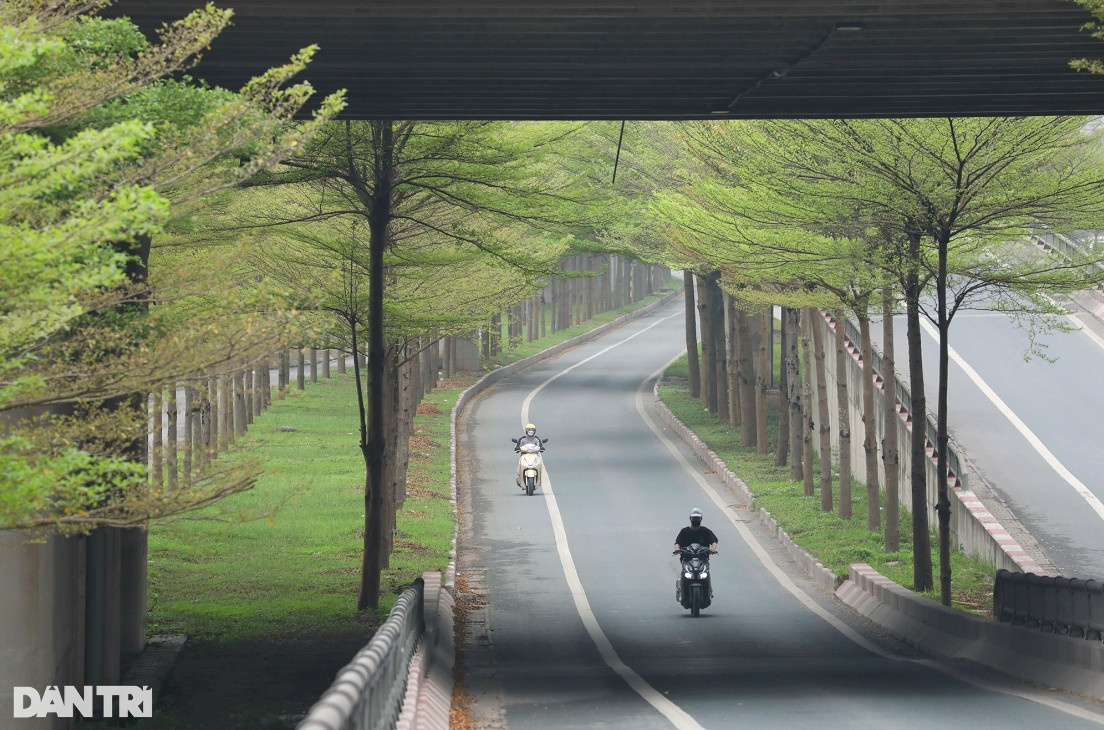 Trên Quốc lộ 5 (QL5) đoạn giao với Quốc lộ 1A, cây bàng lá nhỏ (bàng Đài Loan) được trồng nhiều, khá dày tại dải phân cách giữa và các đường dẫn lên nút giao.