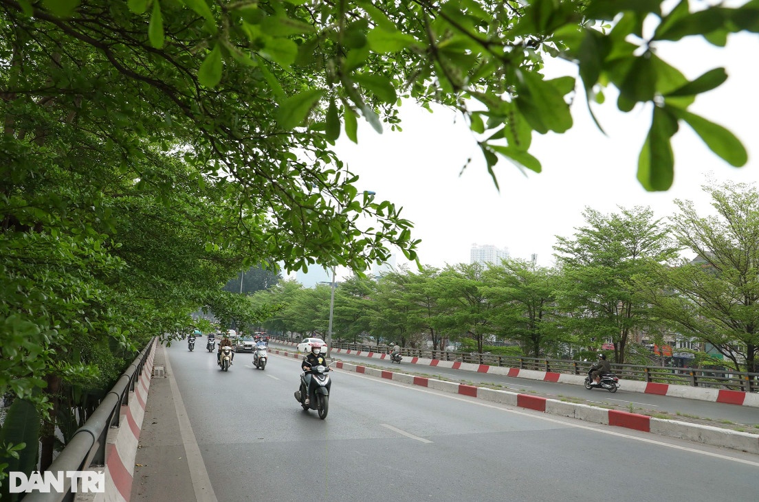 Hiện nay, cây bàng lá nhỏ đang được trồng nhiều tại các tuyến đường phố ở Hà Nội. Trong ảnh là đoạn đường vành đai 2 với hàng cây xanh mướt.