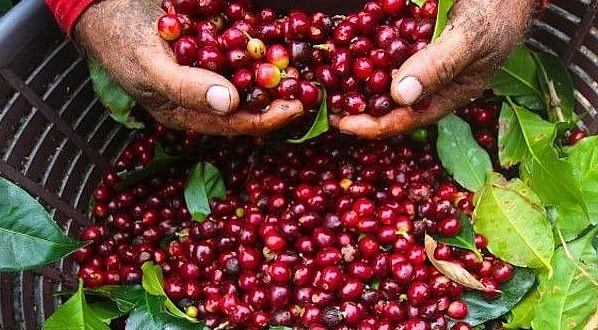 Tin tức kinh tế ngày 2/4: Giá cà phê trong nước tăng “phi mã”