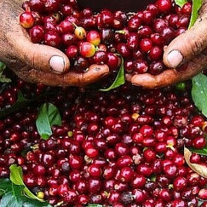 Tin tức kinh tế ngày 2/4: Giá cà phê trong nước tăng “phi mã”