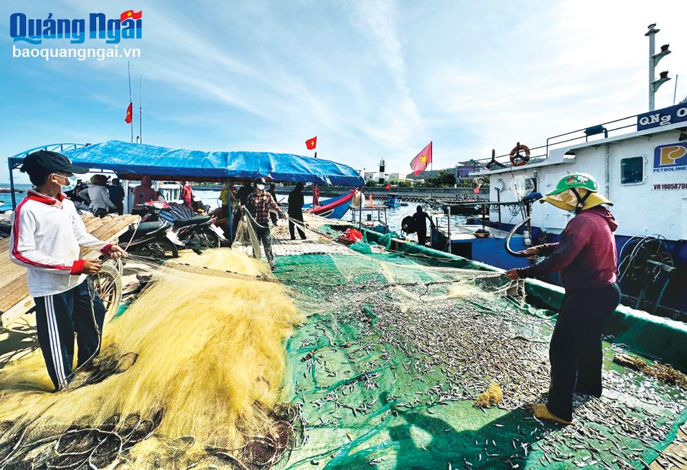Ngư dân Lý Sơn thu lượm cá sau phiên đánh bắt trên biển.  		Ảnh: PV