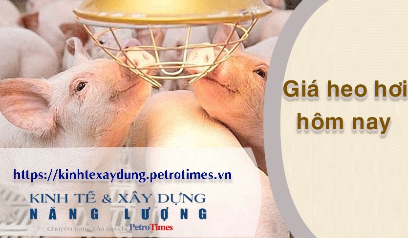 Giá heo hơi hôm nay 4/4: Đồng loạt đi ngang